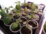 Pepper plants started Jan. 1