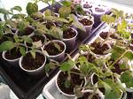 Tomatoe plants started Jan. 1