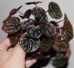 Peperomia