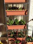 Shelves with leafy greens