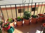 Balcony Garden Pots