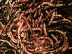 3500 Red Composting Worms