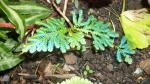 Electric fern/blue foliage