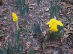 First daffodil of the year.