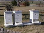 Our three hives on the farm