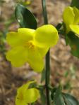 Primrose Jasmine