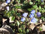 Georgia Blue Speedwell