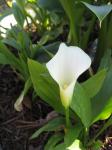 Calla