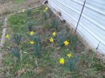 daffodils at end of house