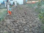 two vegetable beds