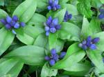 Bottle nosed gentian