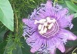 Passion Flower Bloom