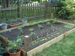 Our raised vegetable garden