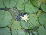 Nymphaea (water lily)