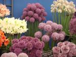 Alium display