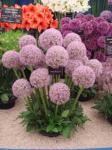 Alium display