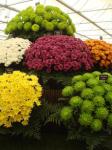 Chrysanth display