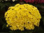 Delianne Yellow Chrysanth