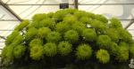 Shamrock green chrysanth