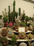 Cacti display