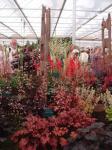 Heuchera stand.