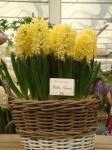 Hyacinth Yellow Queen