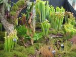 Carniverous plant display