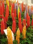 Lupins