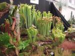 Sarracenia display