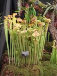 Yellow trumpet Sarracenia