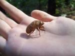 Cicada Larval Casing