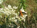 Wasp on Eupatorium