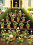 Auricula stand