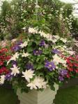 Clematis stand