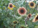 More Sunflowers