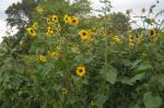 sunflower jungle