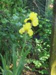 My Chelsea yellow iris