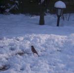 Chaffinch in the snow