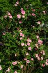 'Therese Bugnet' Rugosa