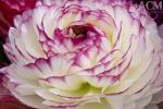 White and Pink Ranunculus
