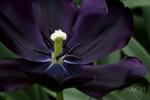 Black Charm - Triumph Tulip