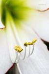 Hippeastrum 'Picotee' (Amaryllis) Flower Closeup