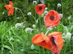 Poppies