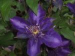 Purple Passion Clematis
