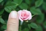pink mini rose
