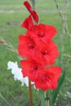 red gladiolus