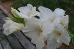 white gladiolus