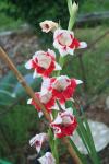 red and white gladiolus