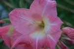 pink gladiolus