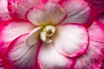 White and Pink Begonia